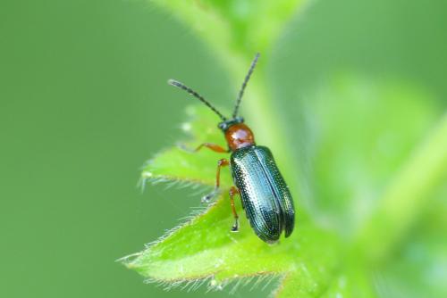 Réf. 255 040 : Oulema sp.